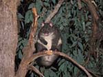 30-Wildlife at Warratah Flats