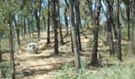 19-Zebra & Rhino enjoy the shade of the trees