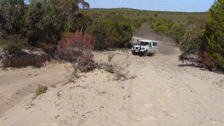 09-Gumnut climbs a Wyperfeld sand dune