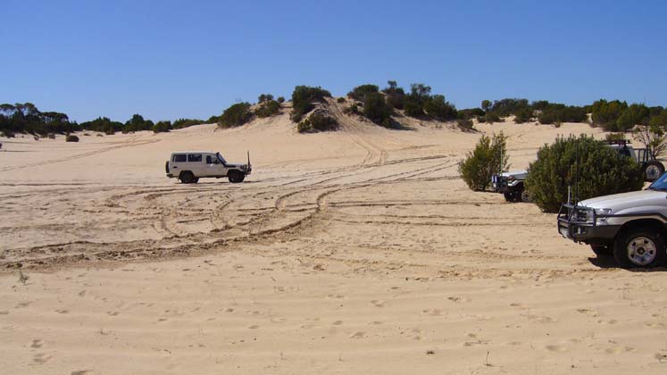 14-Gumnut plays on the dunes at White Springs