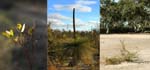 17-Lt Desert vegetation