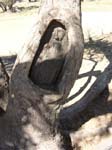 08 Dig Tree Carving