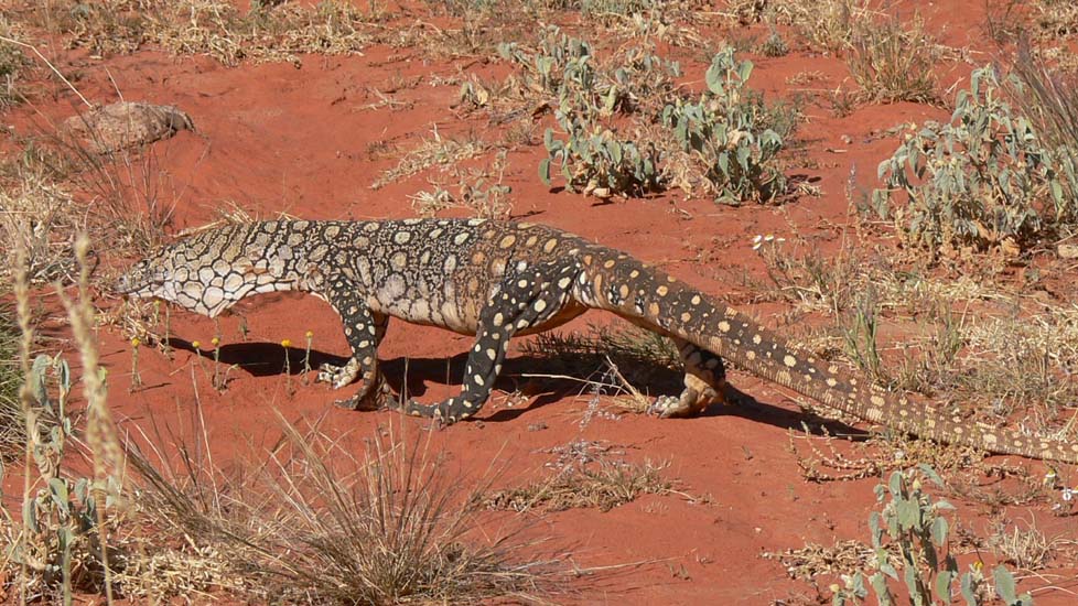 15-Enjoying Simpson Desert nature