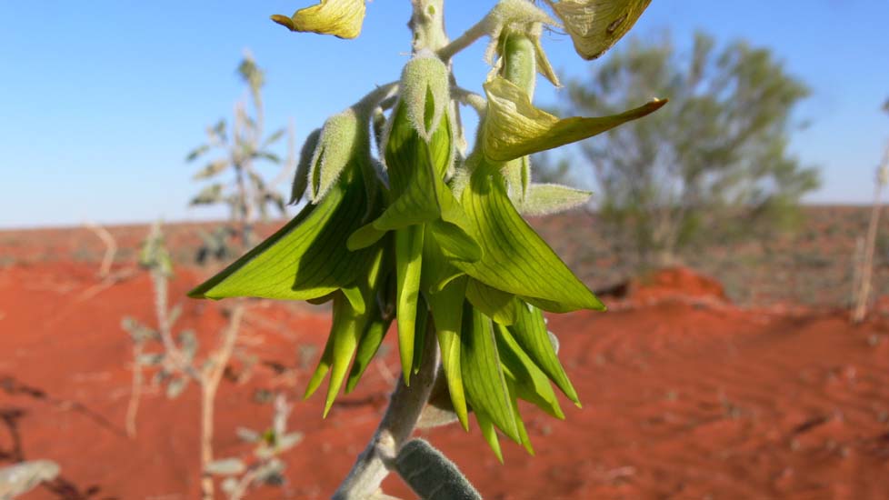 30-Parrot Pea