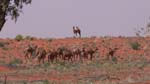 11-Outback animal adventure