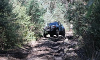 Rhino finds the easy way up Telegraph Track