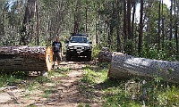 An 80 series tree cut
