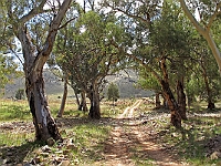 2545-IngridMakowski-5  "Skytrek Track" along the Skytrek track, Willow Springs, South Australia