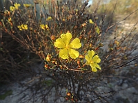 2687-MarcelVanDenBronk-1  Bush Flowers. Early Morning, Pigeon Springs (Milmed Rock Track, Wyperfeld National Park)