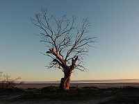 2687-MarianneVanDenBronk-1  Gum tree at Lake Hindmarsh (Four Mile Beach) - “Big Desert 4WD Trailer Trip” June 2014