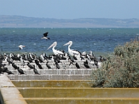 20 - Bird watching at Werribee Wetlands
