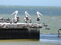21 - Bird watching at Werribee Wetlands