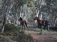 26 - Brumbies on MacFarlane Flat