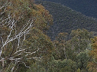 43 - Convoy climbs Billy Goat