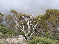 39 - Fog rolls in at the Pinnacles