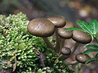 13 - Fungi at Trowutta Arch Tasmania